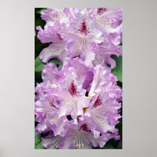 Paarse en witte rododendronbloemen poster (Voorkant)
