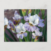 Paarse en witte Sprint Iris Briefkaart (Voorkant)