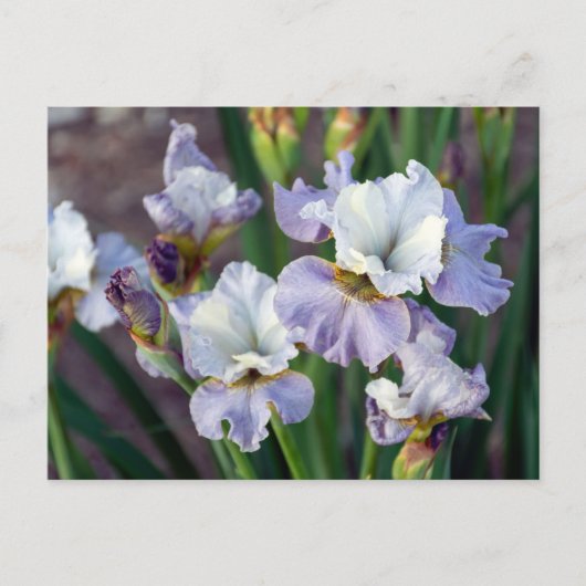 Paarse en witte Sprint Iris Briefkaart (Voorkant)