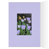 paarse en WITTE TULPEN / Denken aan jou (Binnen (Links))