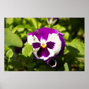 Paarse en witte viooltjes foto poster