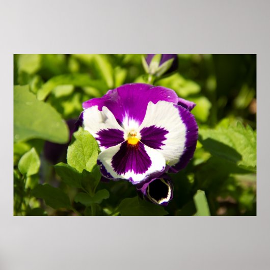 Paarse en witte viooltjes foto poster (Voorkant)