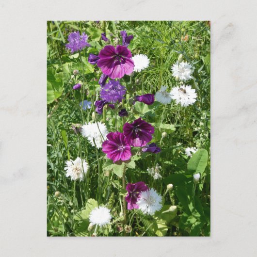 Paarse en witte Wildflowers DIY Briefkaart (Voorkant)