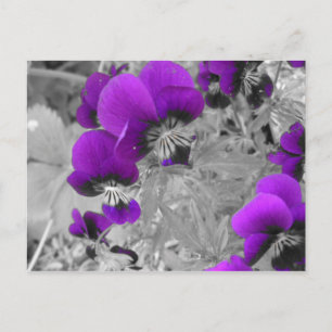 Paarse en zwarte Pansies Briefkaart