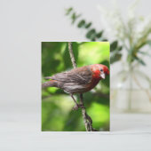 Paarse Finch Briefkaart (Staand voorkant)