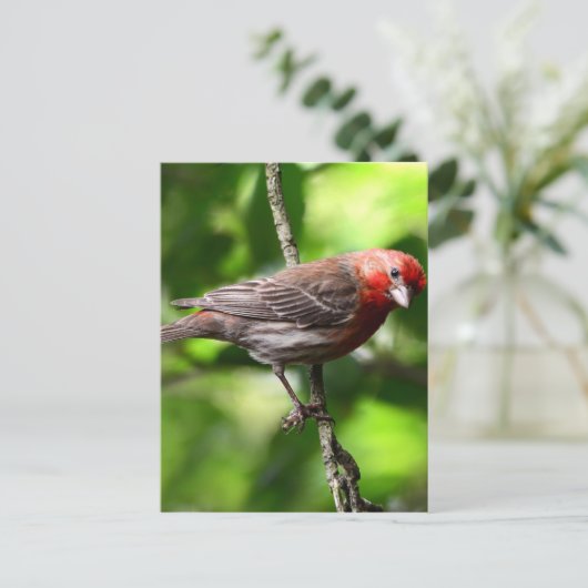 Paarse Finch Briefkaart (Staand voorkant)