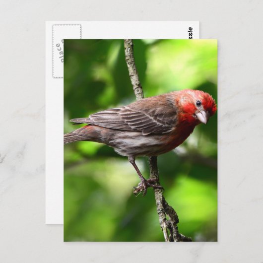 Paarse Finch Briefkaart (Voorkant / Achterkant)