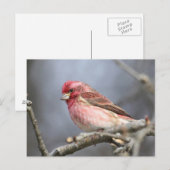 Paarse Finch Briefkaart (Voorkant / Achterkant)