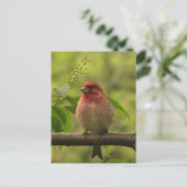 Paarse Finch Briefkaart (Staand voorkant)