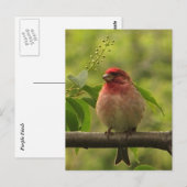 Paarse Finch Briefkaart (Voorkant / Achterkant)