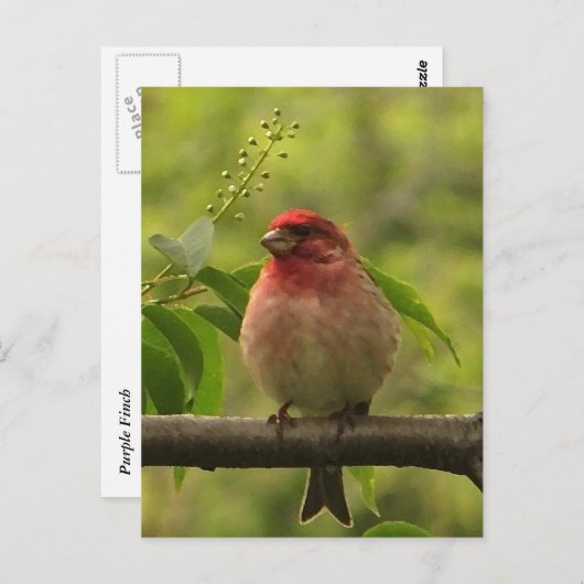 Paarse Finch Briefkaart (Voorkant / Achterkant)