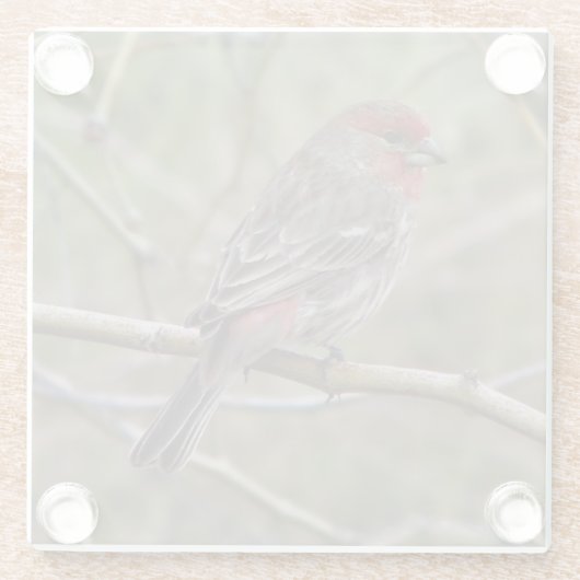 Paarse Finch Glazen Onderzetter (Achterkant)