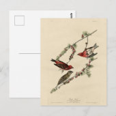 Paarse Finch - John J. Audubon's Birds of America Briefkaart (Voorkant / Achterkant)