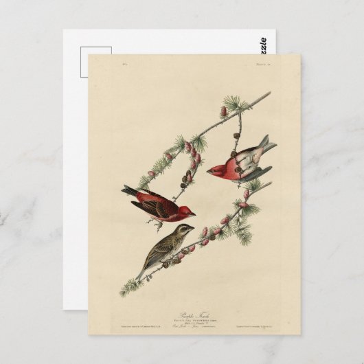 Paarse Finch - John J. Audubon's Birds of America Briefkaart (Voorkant / Achterkant)