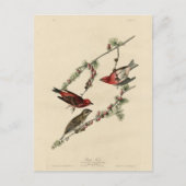 Paarse Finch - John J. Audubon's Birds of America Briefkaart (Voorkant)