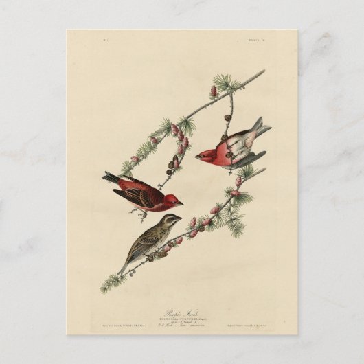 Paarse Finch - John J. Audubon's Birds of America Briefkaart (Voorkant)