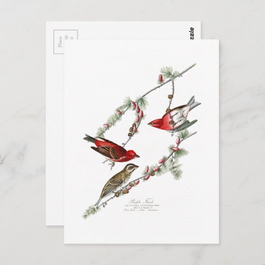 Paarse Finch John James Audubon Birds of America Briefkaart (Voorkant / Achterkant)