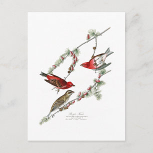 Paarse Finch John James Audubon Birds of America Briefkaart