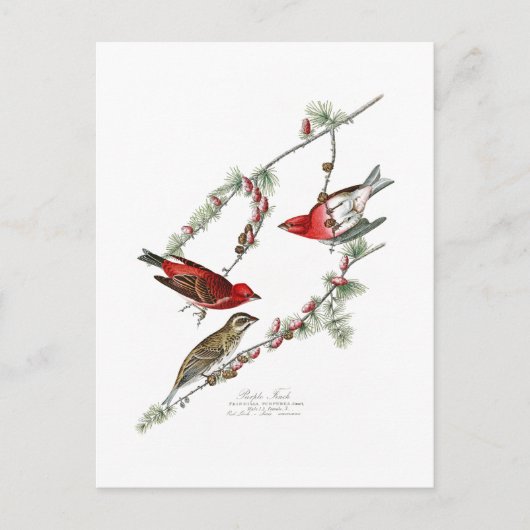 Paarse Finch John James Audubon Birds of America Briefkaart (Voorkant)
