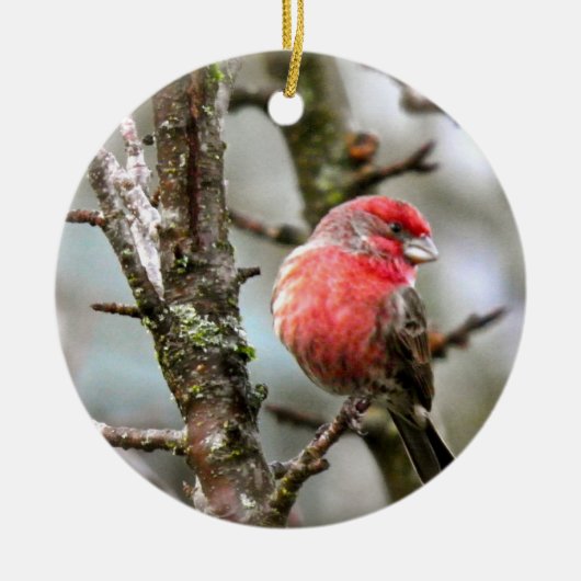 Paarse Finch Keramisch Ornament (Voorkant)