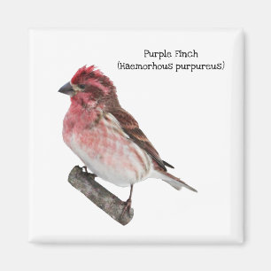 Paarse Finch Magneet