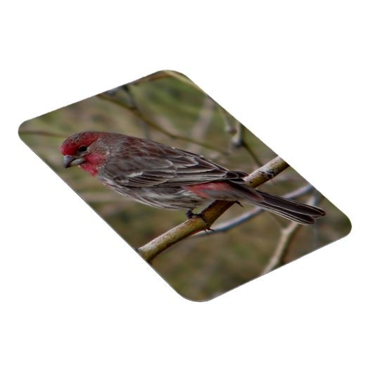 Paarse Finch Magneet (Rechterzijde)
