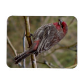 Paarse Finch Magneet (Horizontaal)