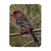 Paarse Finch Magneet (Verticaal)