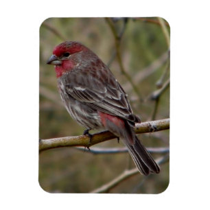 Paarse Finch Magneet
