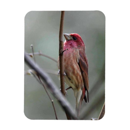 Paarse Finch Magneet (Verticaal)