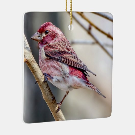 Paarse Finch Ornament (Rechts)