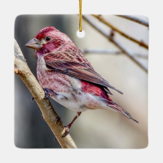 Paarse Finch Ornament (Achterkant)