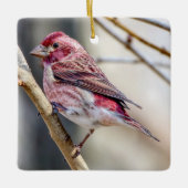 Paarse Finch Ornament (Voorkant)
