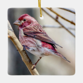 Paarse Finch Ornament