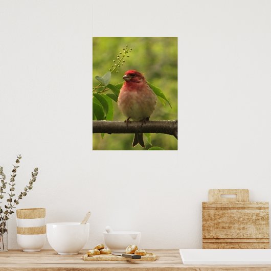 Paarse Finch Poster (Keuken)