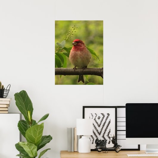 Paarse Finch Poster (Thuiskantoor)