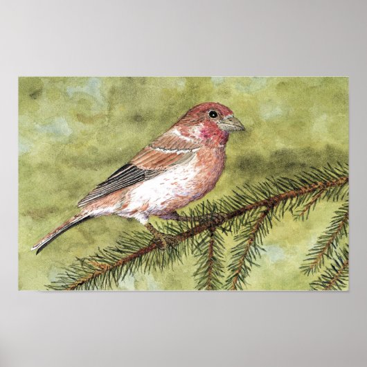 Paarse Finch Poster (Voorkant)
