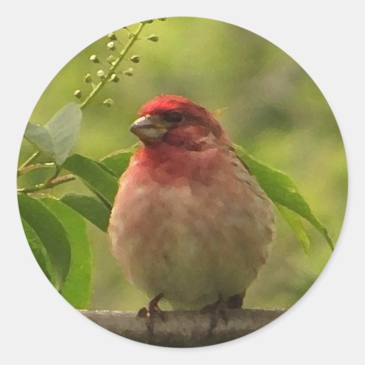 Paarse Finch Ronde Sticker (Voorkant)