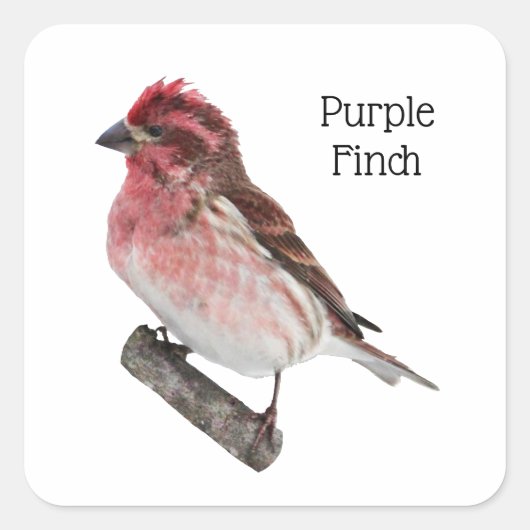 Paarse Finch Vierkante Sticker (Voorkant)