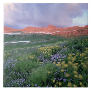 Paarse Fleabaan (erigeron peregrinus) en geel Tegeltje