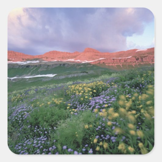 Paarse Fleabaan (erigeron peregrinus) en geel Vierkante Sticker (Voorkant)