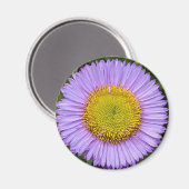 Paarse Fleabane Daisy Floral Magneet (Voorkant / Achterkant)