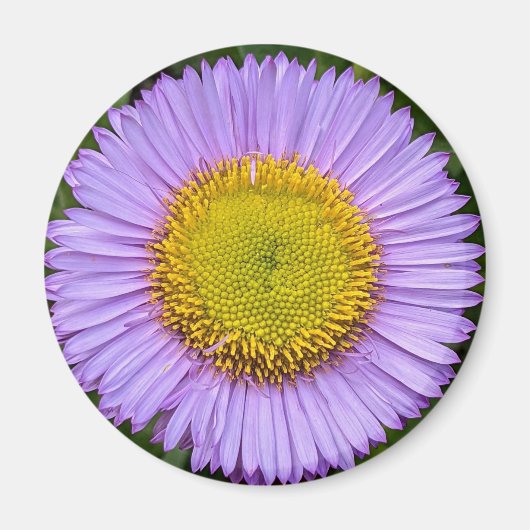 Paarse Fleabane Daisy Floral Magneet (Voorkant)