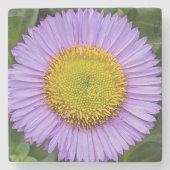 Paarse Fleabane Daisy Floral Stenen Onderzetter (Voorkant)