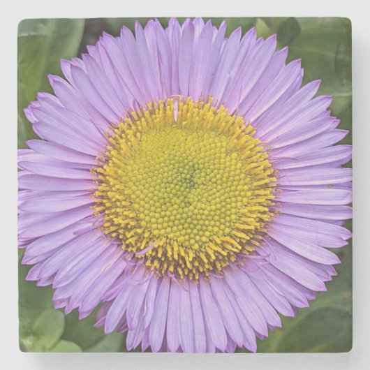 Paarse Fleabane Daisy Floral Stenen Onderzetter (Voorkant)