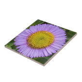 Paarse Fleabane Daisy Floral Tegeltje (Zijkant)
