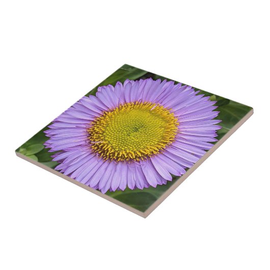 Paarse Fleabane Daisy Floral Tegeltje (Zijkant)