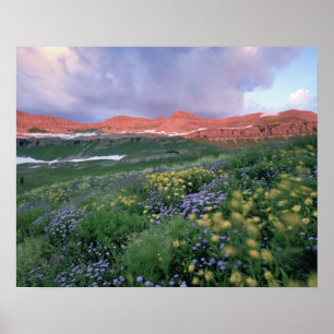 Paarse Fleabane (erigeron peregrinus) en Geel Poster