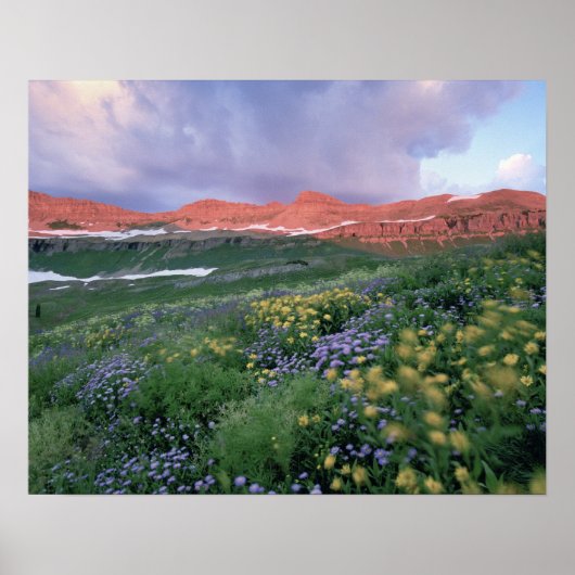 Paarse Fleabane (erigeron peregrinus) en Geel Poster (Voorkant)