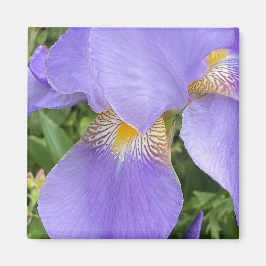 Paarse Floral fotografie Magneet (Voorkant)